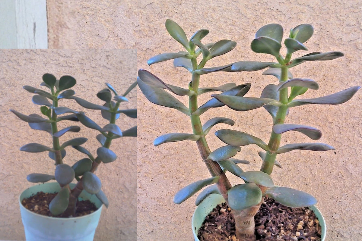 Jade Plant 1 Live Rooted Plant – 10.5 Inches – Crassula ovata