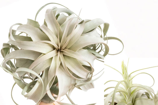 Jumbo Tillandsia Xerographica Air Plant, 8+ Inch Wide Live Tillandsia, Silver Green Sculptural Houseplant, Soil-Free Plant