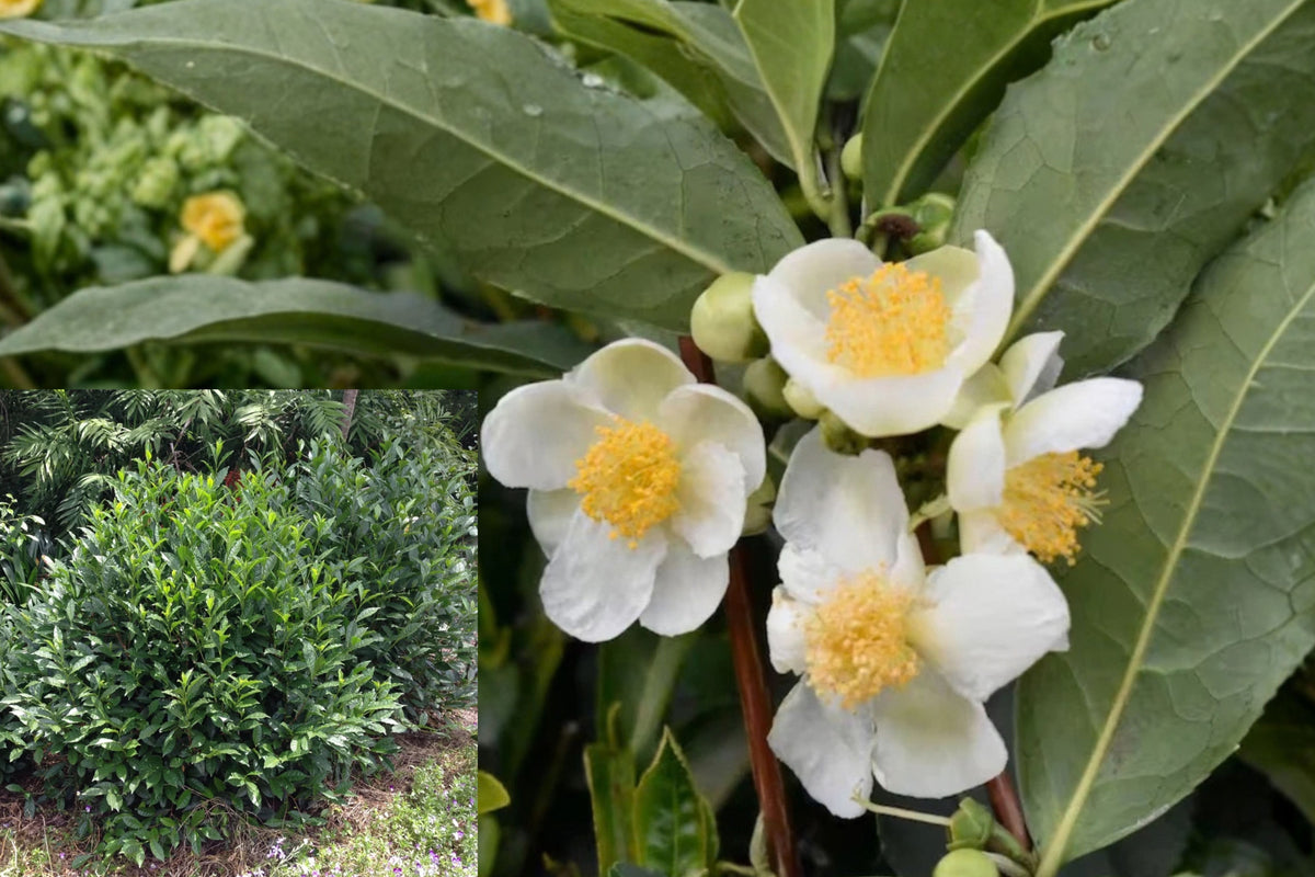 Tea Plant Live Starter, 5–8 Inches Tall, Ships Without Pot – Camellia sinensis