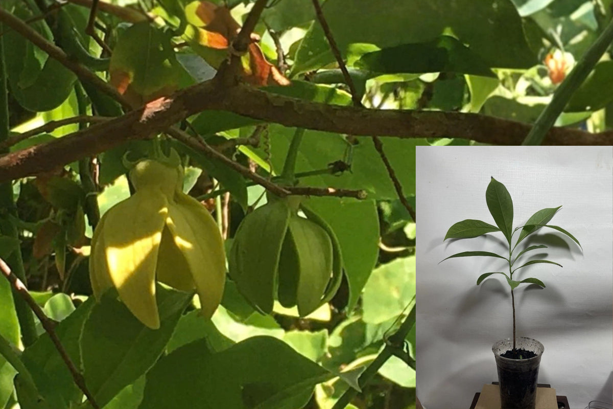 Artabotrys hexapetalus 1 Live Plant – Ylang Ylang Vine – 4" Pot