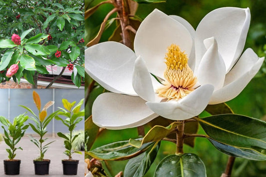 Sweetbay Magnolia Live Plant – 6–12 Inch Potted Seedling – Magnolia