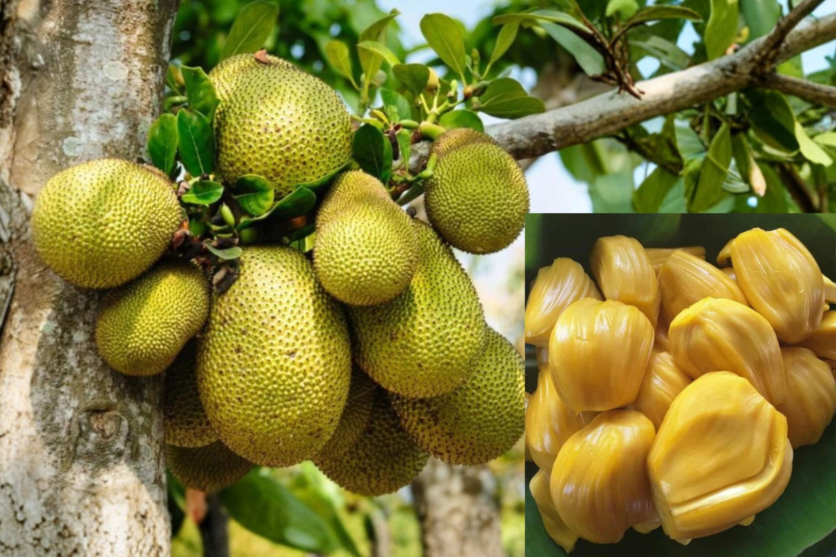 Jackfruit Live Plant 8–10 Inches Tall in 4-Inch Pot – Artocarpus heterophyllus