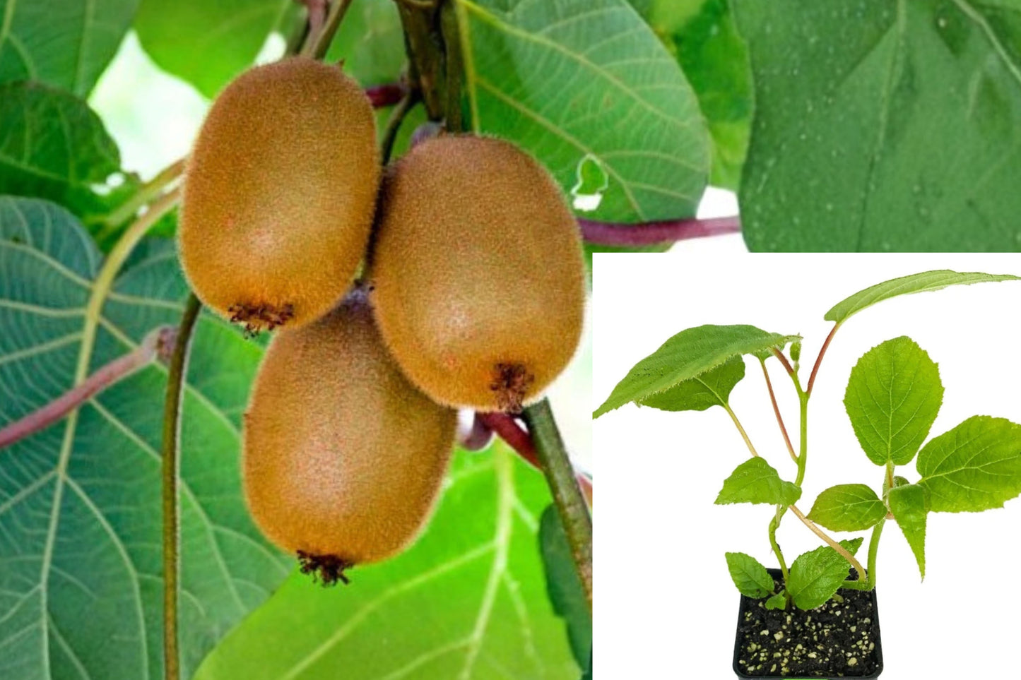 Vincent Female Kiwi Live Plant – Actinidia chinensis – Fruiting Vine