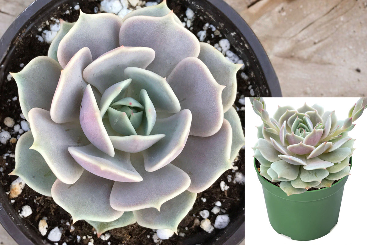 Echeveria Lola Succulent Live Plant, Rooted Rosette Succulent in 4 Inch Pot, Colorful Indoor Plant, Succulent Gift