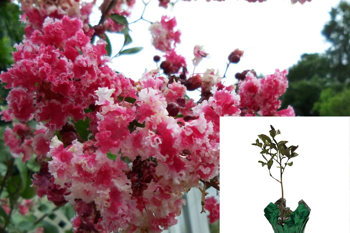 Peppermint Lace Crape Myrtle 1 Live Plant – Lagerstroemia – Pink & White