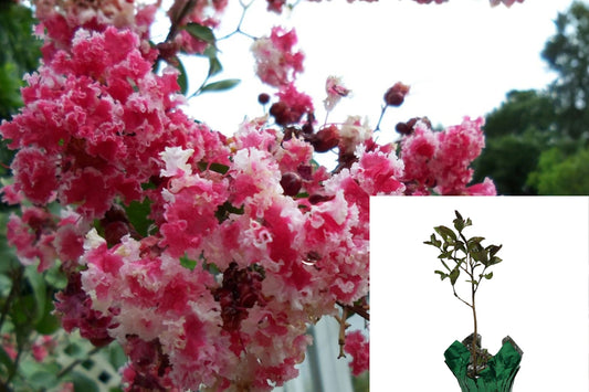 Peppermint Lace Crape Myrtle 1 Live Plant – Lagerstroemia – Pink & White