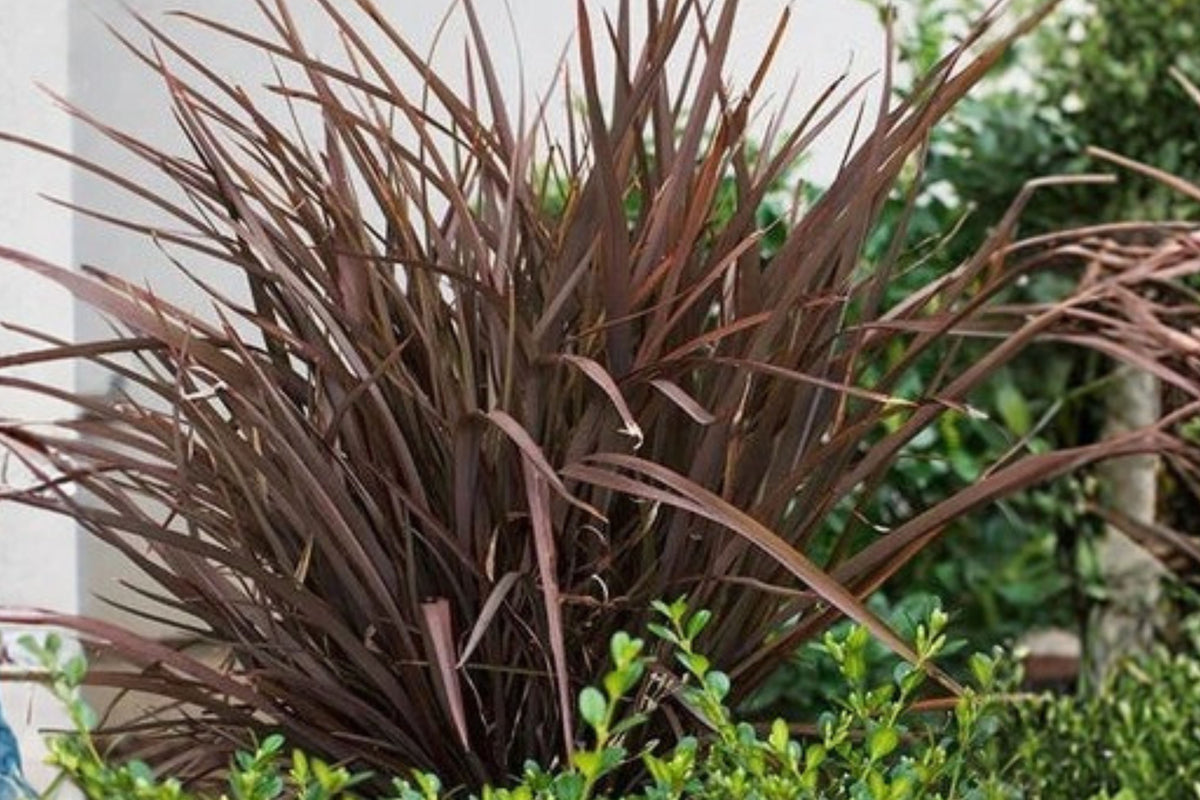 Phormium 'Amazing Red' New Zealand Flax Live Plant 1 Plant 4" Pot