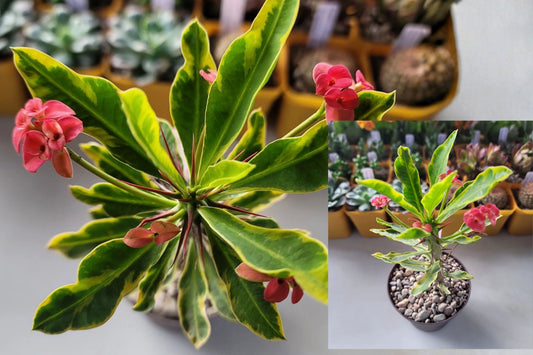 Variegated Crown of Thorns Live Plant – 4 Inch Pot – Euphorbia milii