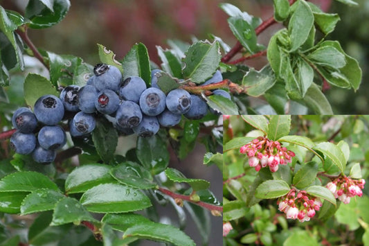 Evergreen Huckleberry Live Plant – Vaccinium ovatum – 10–18 Inch, 5-Inch Pot