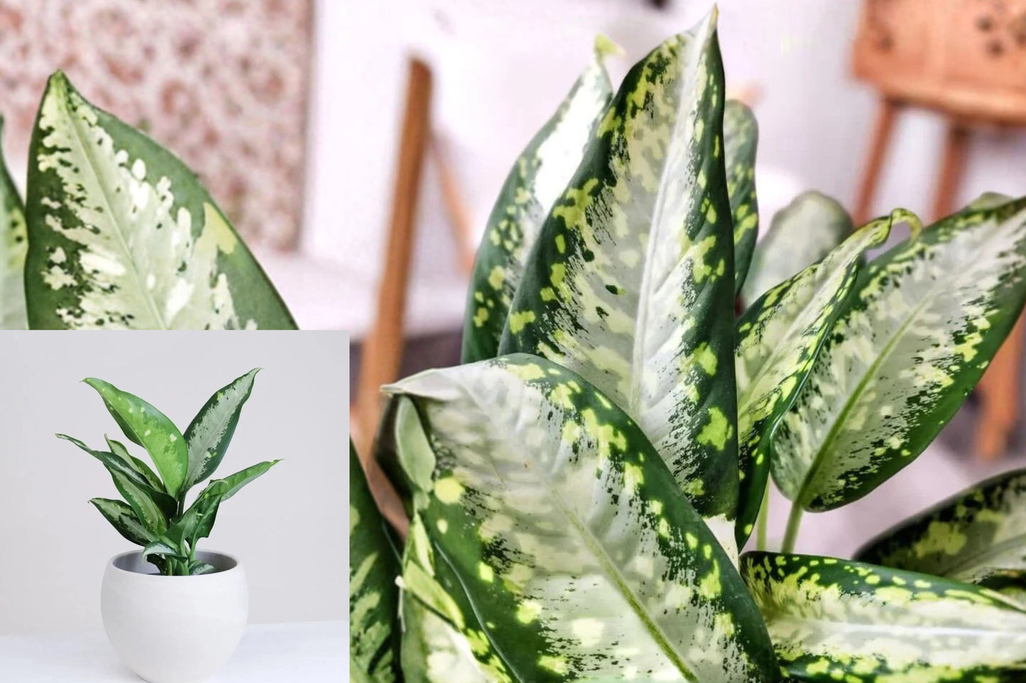 Dieffenbachia Panther Live Plant – 1 Plant in 4-Inch Pot – Dieffenbachia
