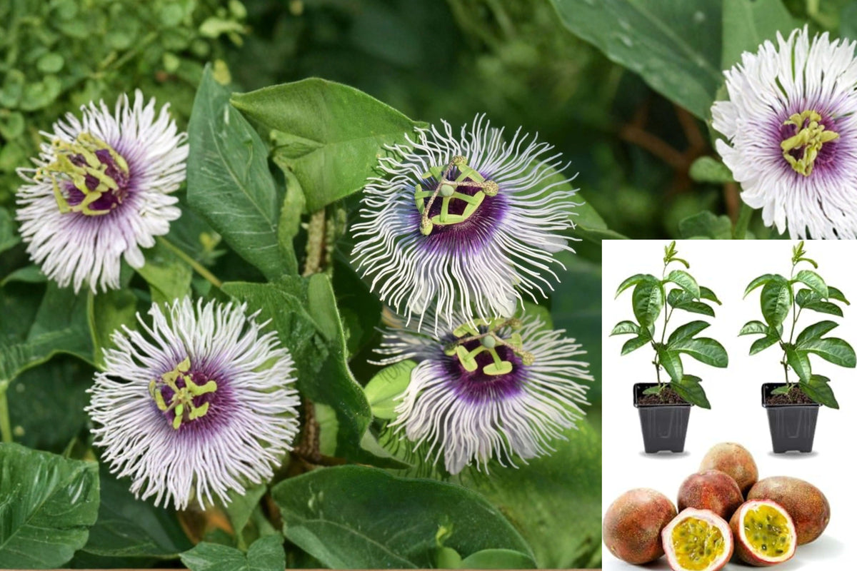 Passiflora Bounty Live Plant Plug – Cold Hardy Passion Fruit