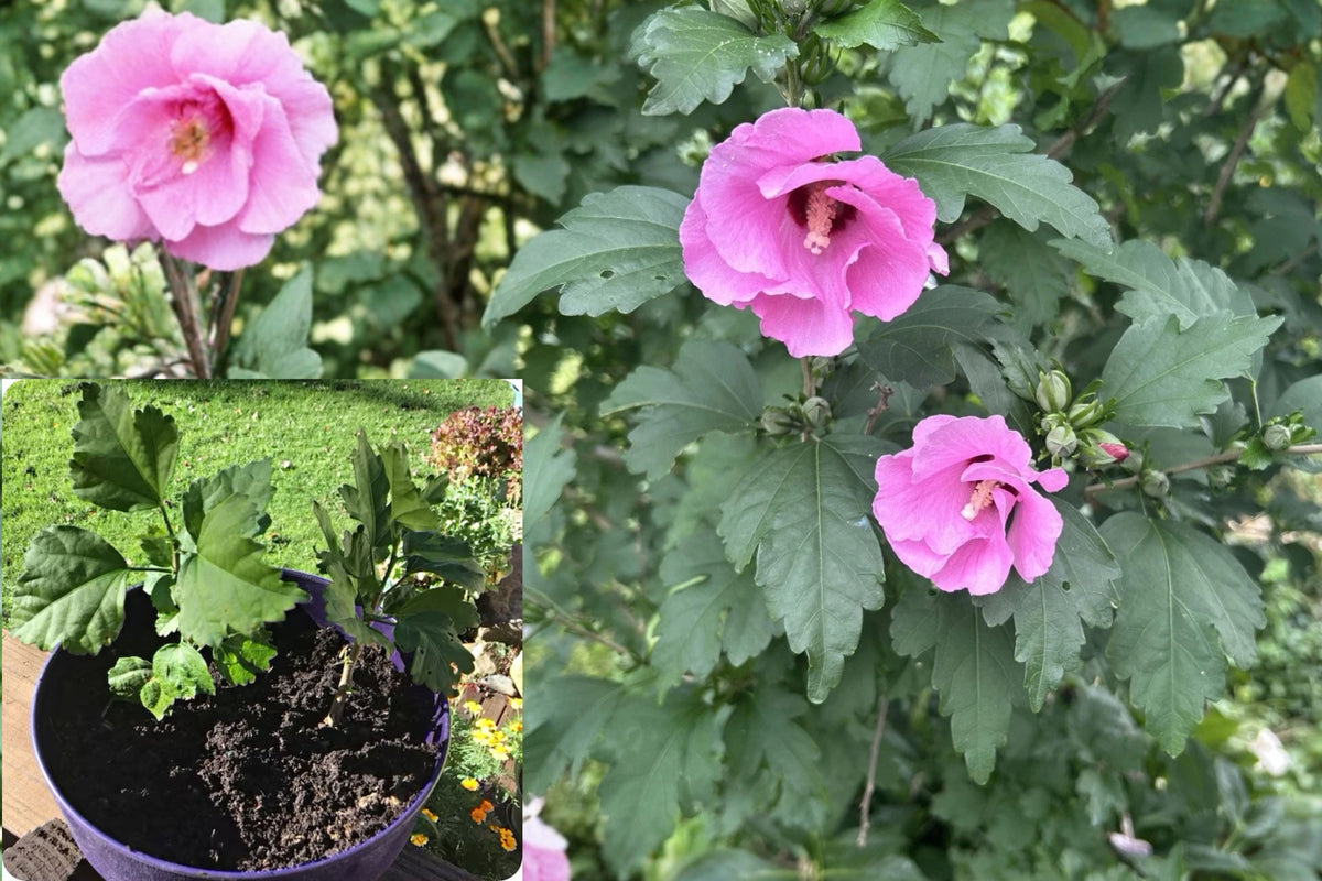 Rose of Sharon 36 Live Rooted Starter Plants – 2+ Inch Hibiscus syriacus