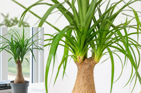 Ponytail Palm Live Plant, Beaucarnea Recurvata Indoor Houseplant, Easy Care Tropical Decor, Unique Desk Plant, Living Gift