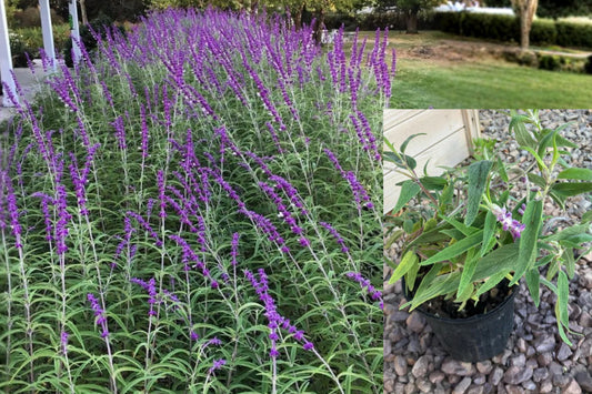 Mexican Bush Sage Live Plant, Salvia Leucantha, 4 Inch Rooted Perennial, Purple Flowering Garden Shrub