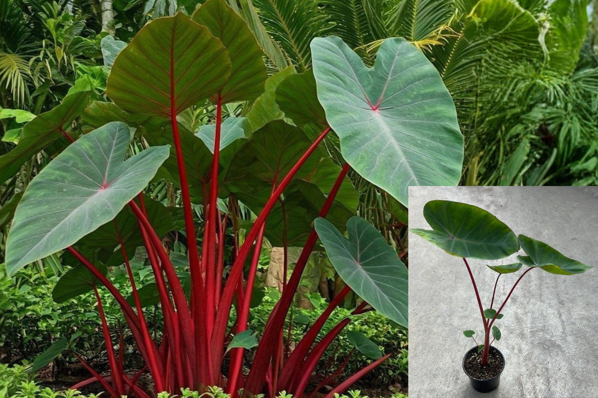 2 Colocasia Esculenta Live Plants, Elephant Ear Starter Plants, 5–8 Inch Taro Foliage, Red Stem Combo