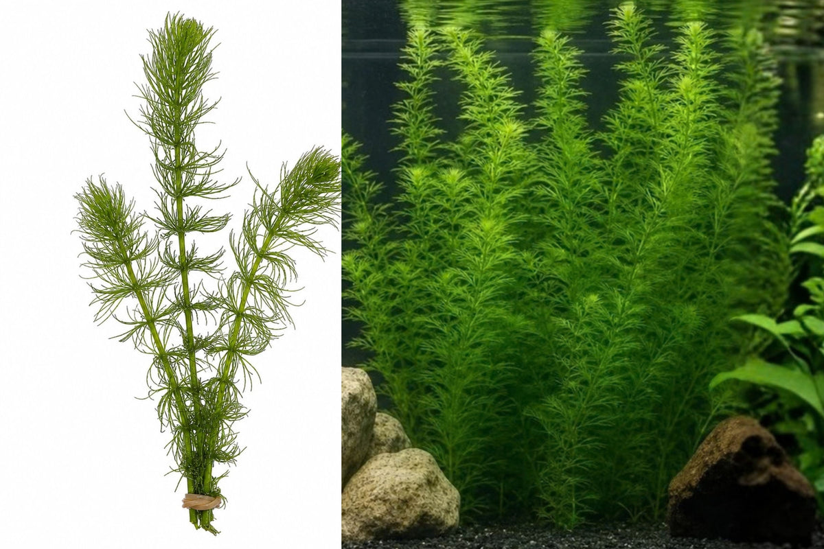 3 Pack Hornwort Live Aquarium Plants – Freshwater – Ceratophyllum