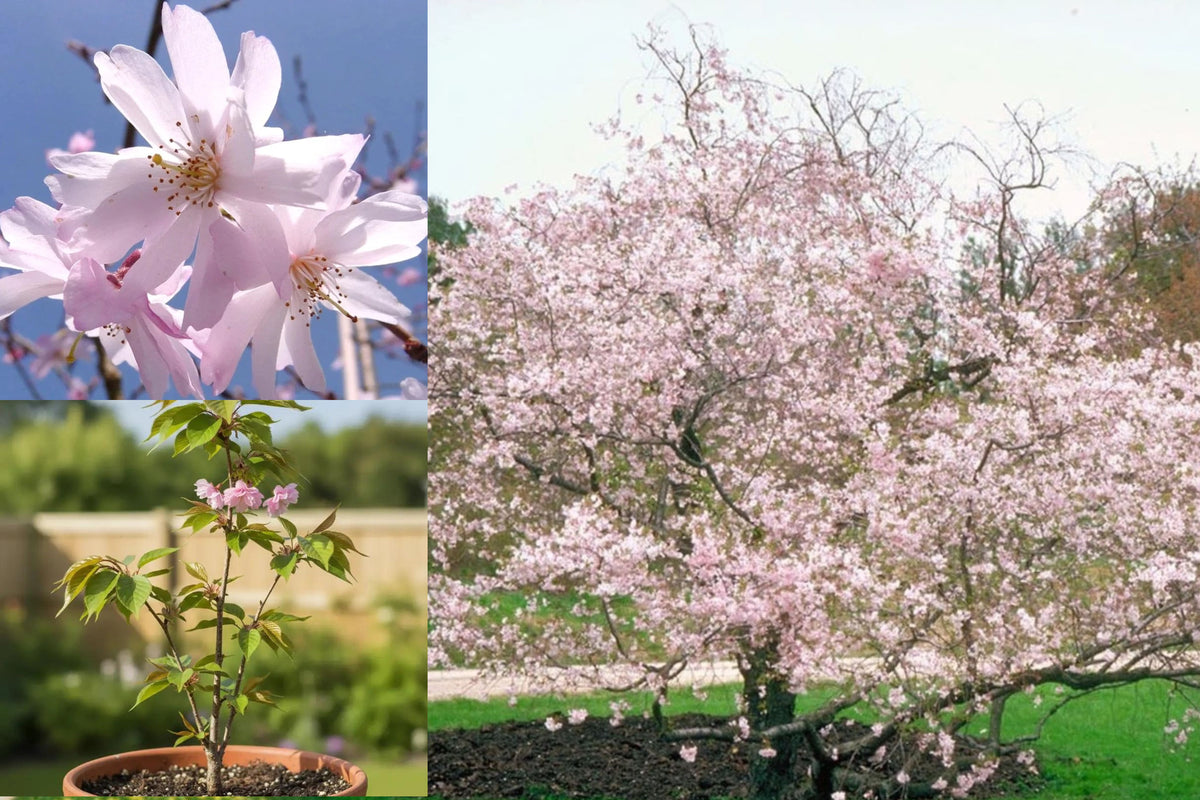 Autumn Cherry Blossom Live Tree, 8–12 Inch Flowering Ornamental Cherry, Potted Tree Starter, Outdoor Garden Landscape Plant