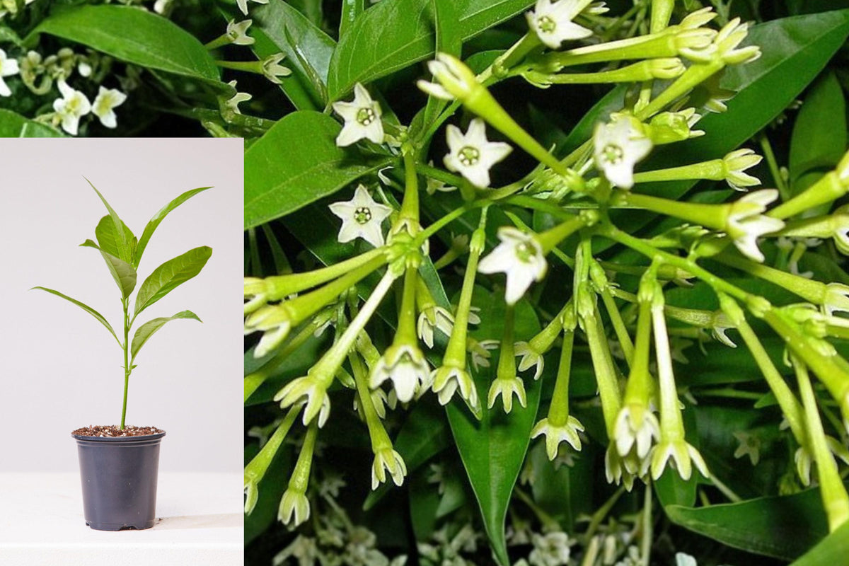 Night-Blooming Jasmine Live Plants, Set of 2 Cestrum Nocturnum Starters, 5–7 Inch Tall Fragrant Flowering Shrub