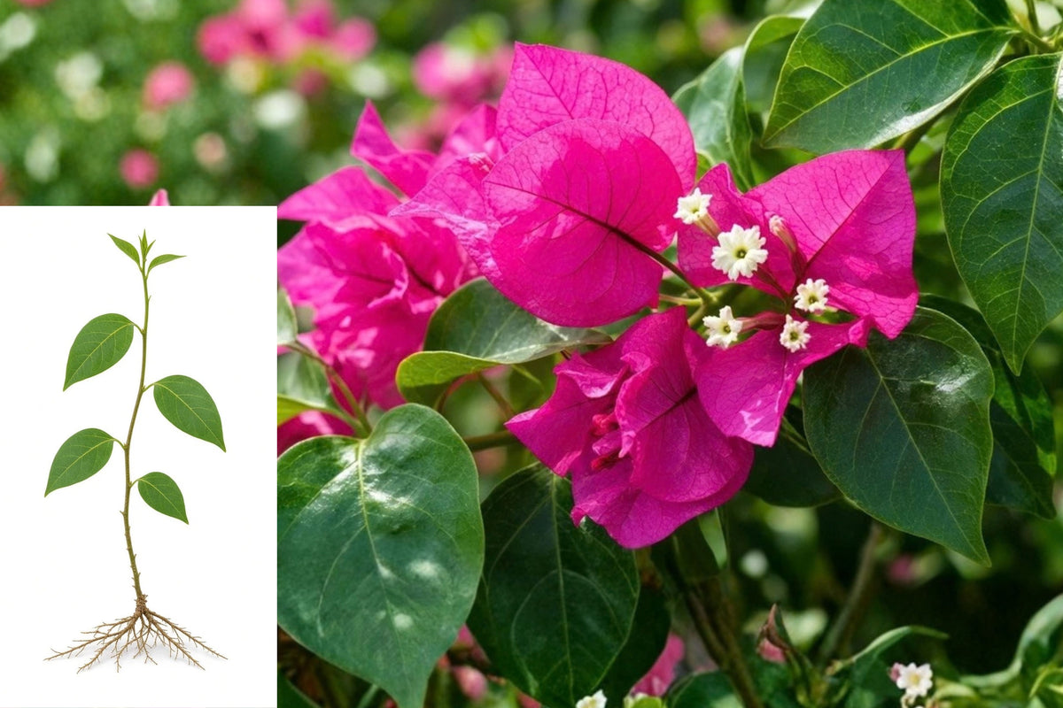 Bougainvillea Live Starter Plant 5–8 Inches – Bougainvillea spp.