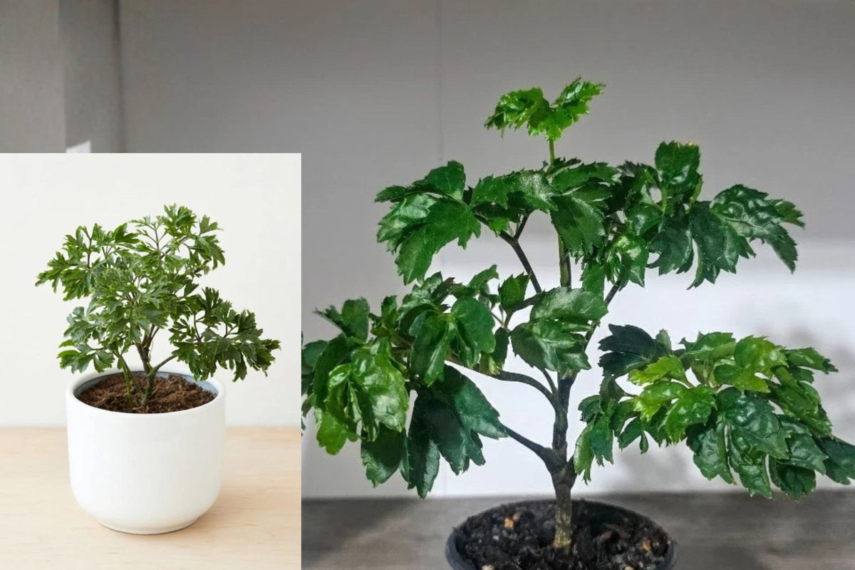 Parsley Aralia Live Plant, Polyscias Elegans 6 Inch Starter, Tropical Indoor Tree, Bonsai Style Houseplant in Pot