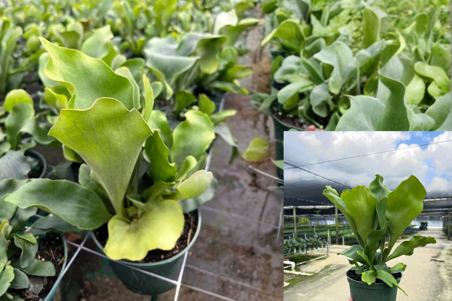 Staghorn Fern Live Plant – 1 Plant in 6-Inch Pot – Platycerium