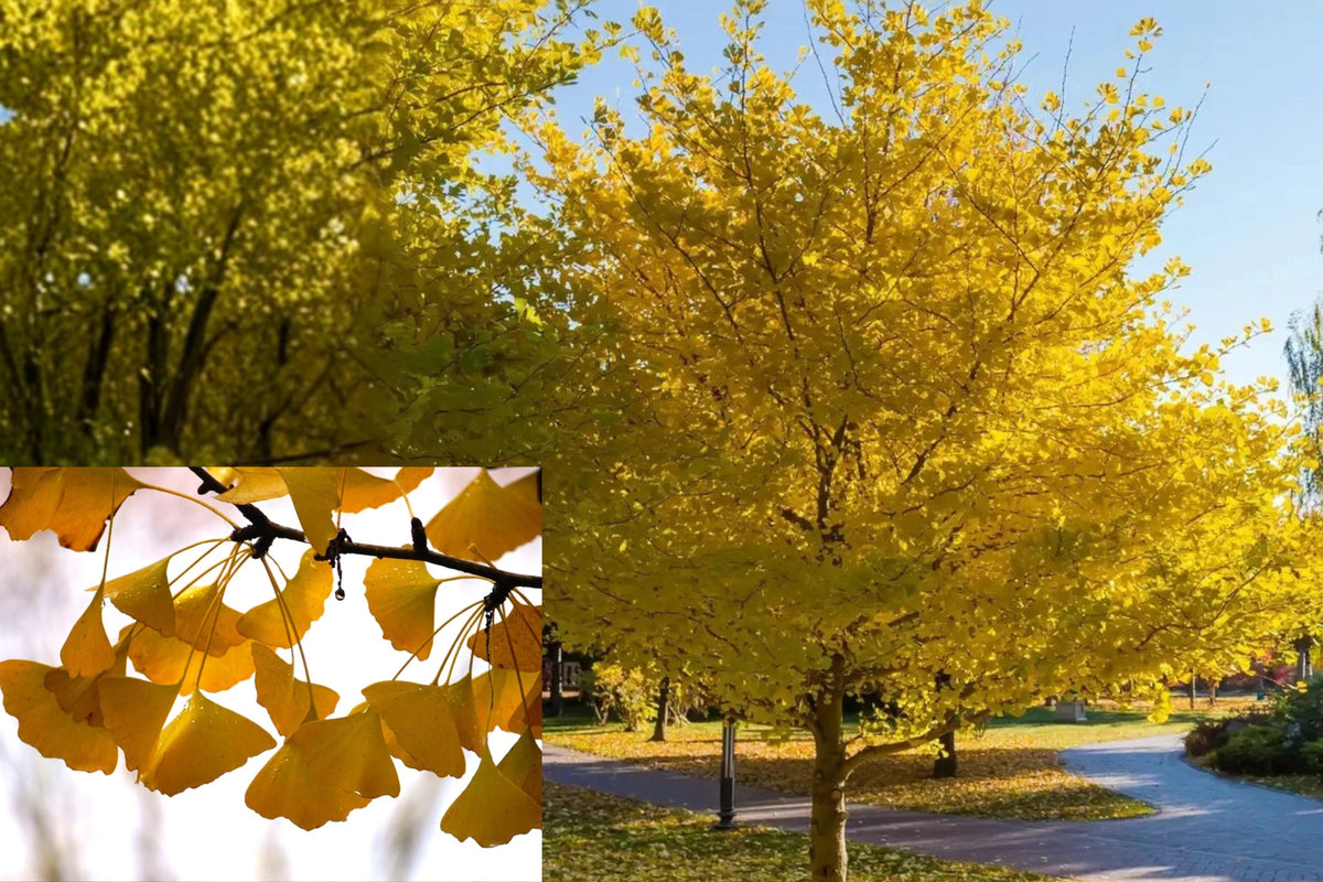 3 Live Ginkgo Biloba Trees, 12–24 Inch Bare Root Seedlings, Hardy Deciduous Shade Trees, Golden Fall Foliage