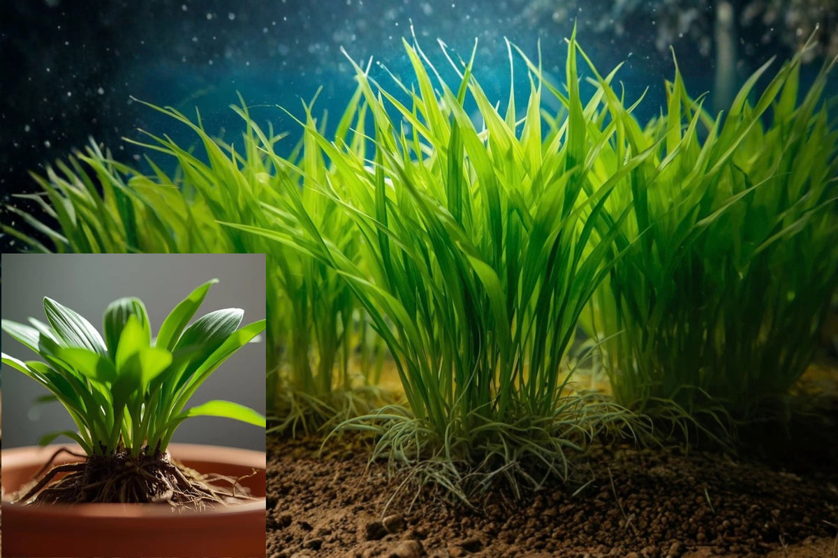 Dwarf Sagittaria Broadleaf Live Aquarium Plant – Sagittaria subulata