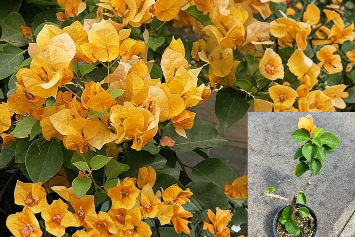 California Gold Bougainvillea Live Plant, 5 Inch Tall, 3 Inch Pot, Golden Flowering Vine, Tropical Patio Garden Plant