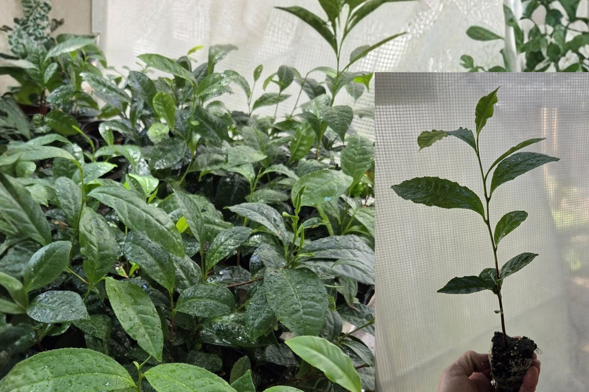 Camellia Sinensis Tea Plant 1 Live Bare Root Starter – True Tea Plant