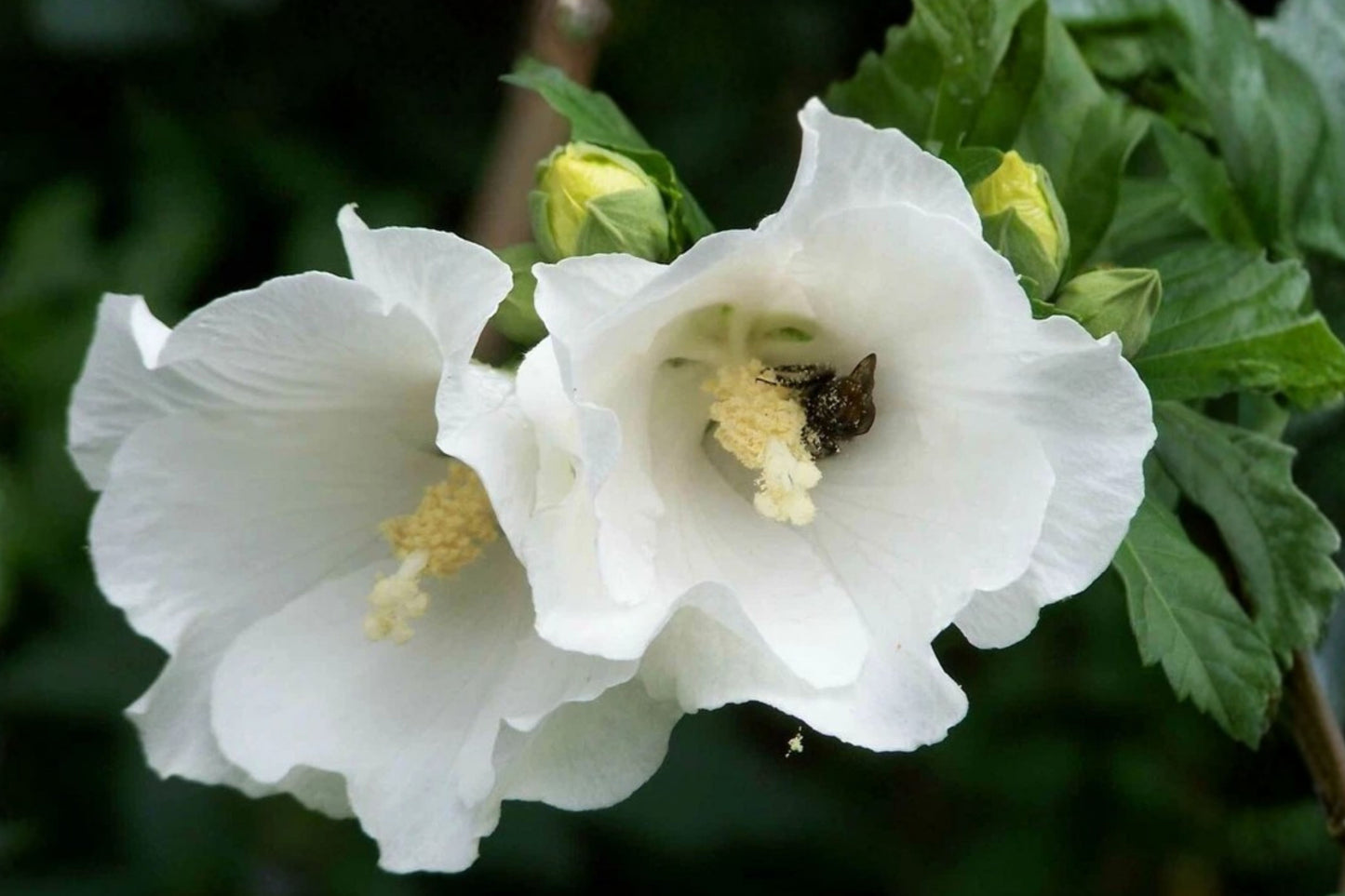 White Rose of Sharon Live Plant – 1 Starter Bush – Hibiscus syriacus