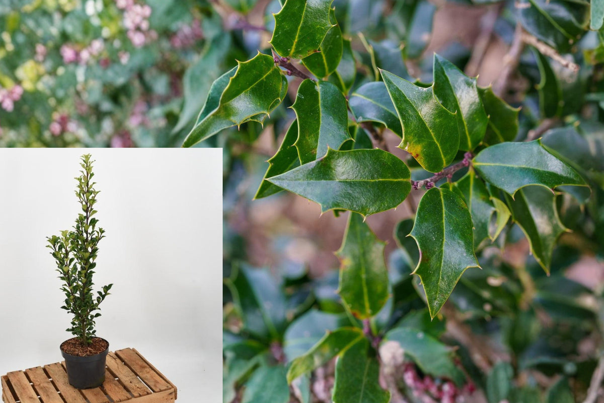 Dragon Lady Holly Live Plant, Ilex ‘Meschick’ Evergreen Shrub, Upright Narrow Hedge Starter, 3 Inch Pot, 6–8 Inches Tall