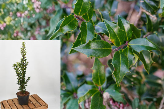 Dragon Lady Holly Live Plant, Ilex ‘Meschick’ Evergreen Shrub, Upright Narrow Hedge Starter, 3 Inch Pot, 6–8 Inches Tall