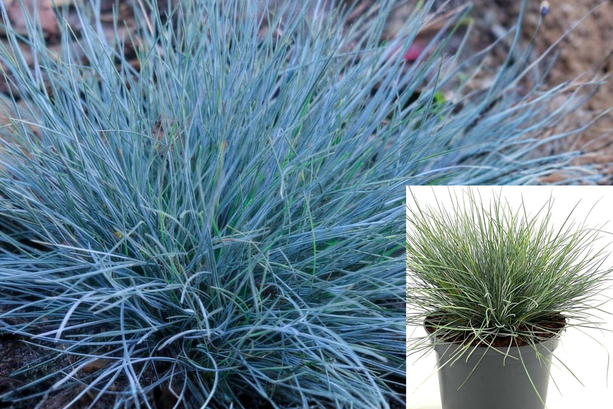 Blue Fescue Elijah Blue Live Plant, Blue Gray Ornamental Grass in 2.5 Inch Pot, Drought Tolerant Perennial for Sunny Gardens