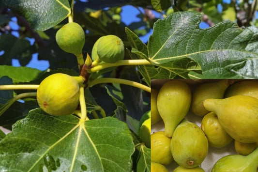 Yellow Long Neck Fig Live Plant – 4–6 Inch – Ficus carica