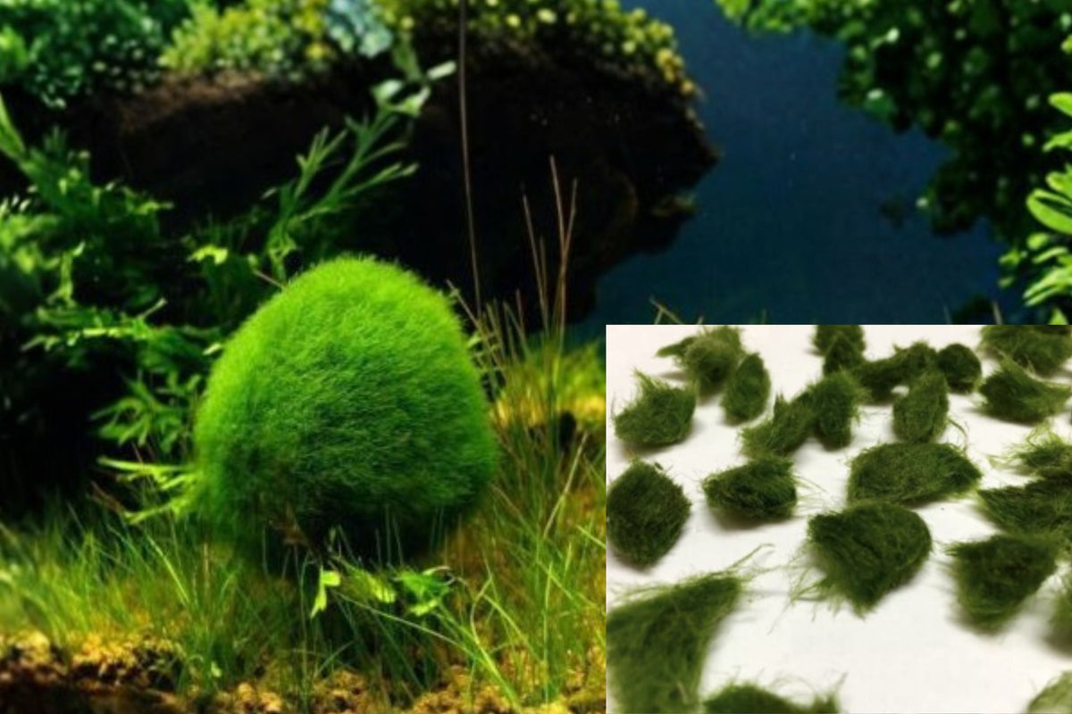 Marimo Moss 20 Pieces 0.25–0.5" – Cladophora Live Aquarium Plant