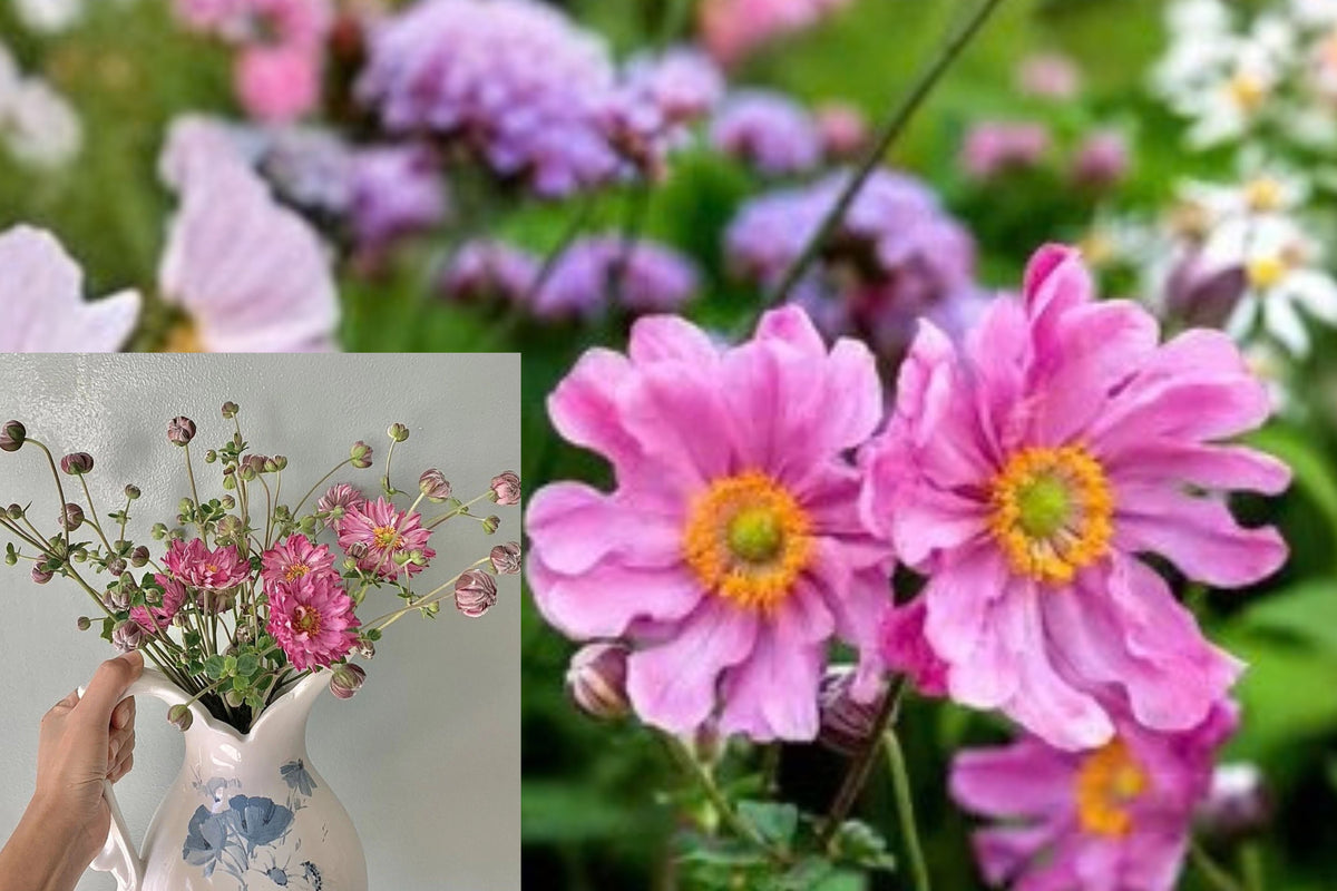 Pink Japanese Anemone 1 Bare Root Plant – Hardy Perennial – Anemone sp.