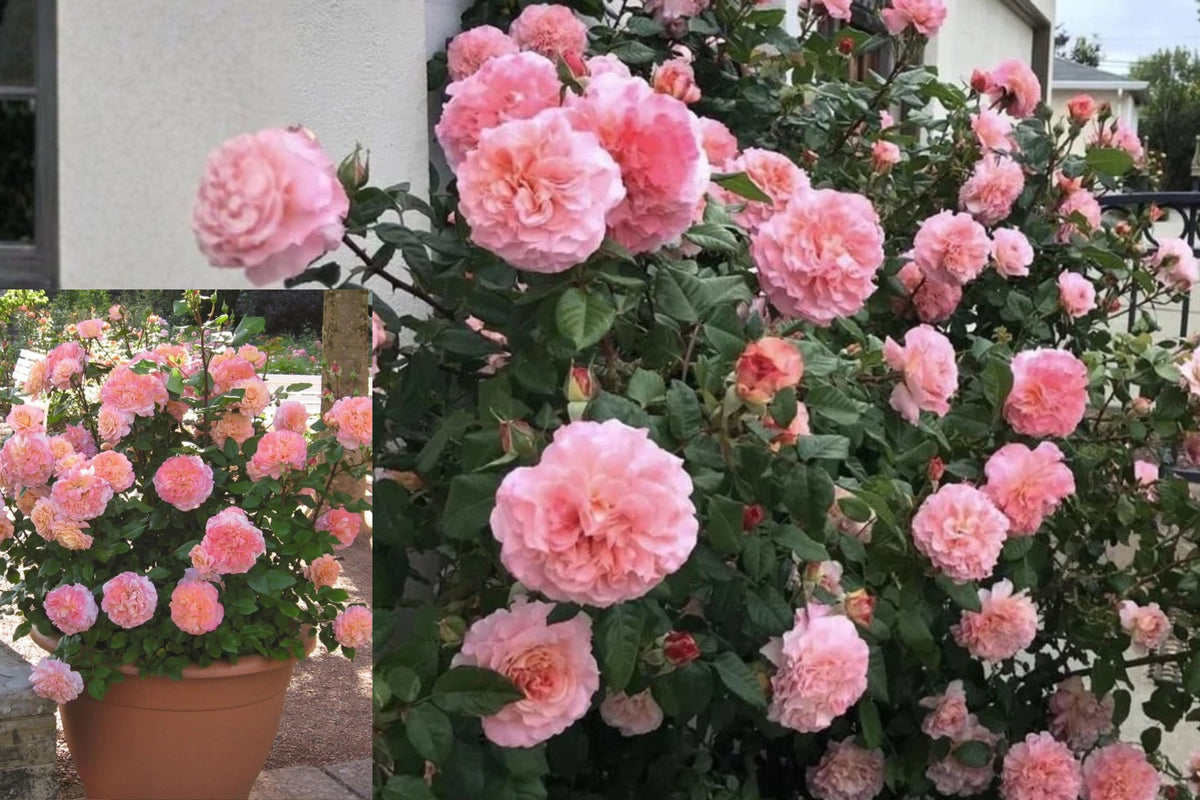 Pink Rose Live Plant, Fragrant Rose Bush, Climbing Garden Rose, 4–10 Inch Starter Plant, Outdoor Flowering Plant