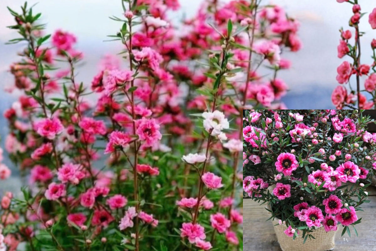 New Zealand Manuka Tea Tree Live Plant – Leptospermum scoparium – 5–7"