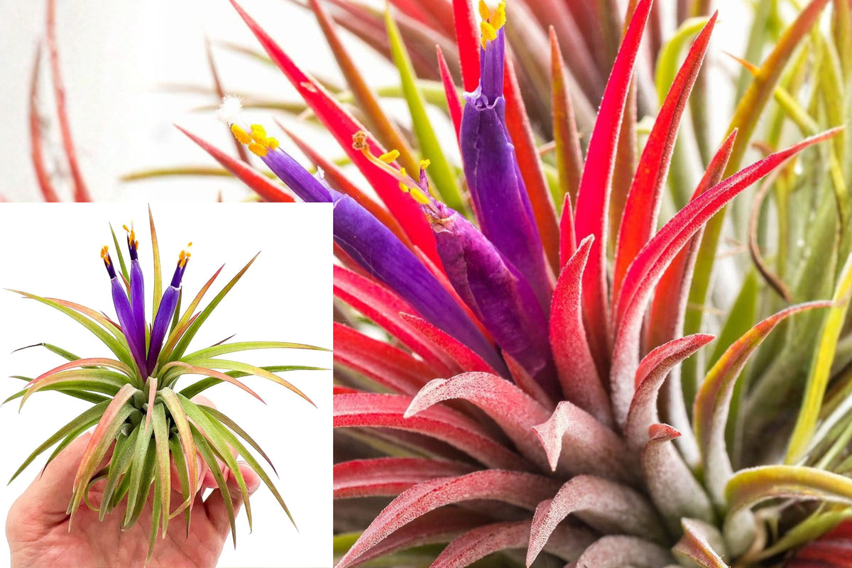 50 Live Air Plants, Tillandsia Ionantha Bulk Pack, Small Tropical Plants for Terrariums, Wedding Decor and Home Displays