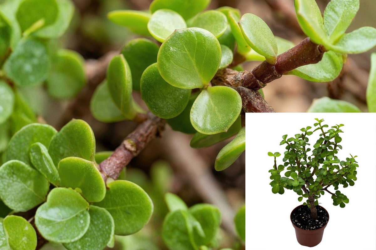 Elephant Bush Live Succulent Plant, Portulacaria afra, 4 Inch Nursery Pot, Dwarf Jade Houseplant, Easy Care Green Plant