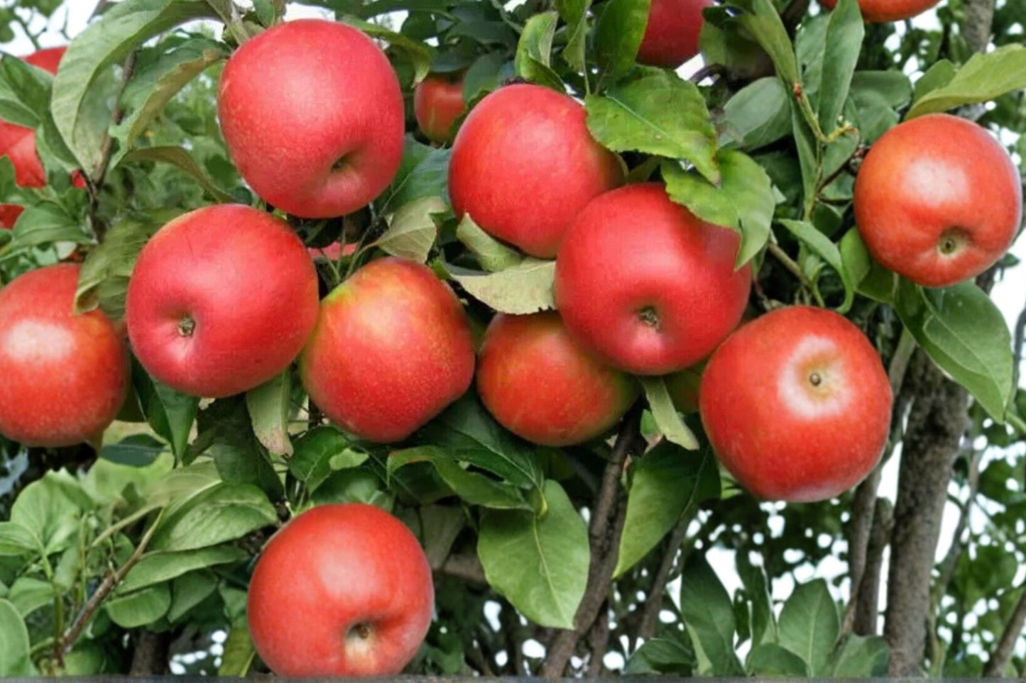 Apple Tree 7 Cuttings – Malus Live Grafting Scions, 6–8 Inch