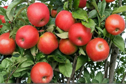 Apple Tree 7 Cuttings – Malus Live Grafting Scions, 6–8 Inch