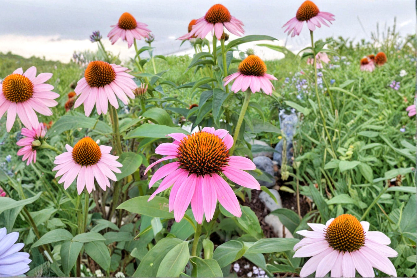 Purple Coneflower 5 Bare Root Plants – Echinacea purpurea