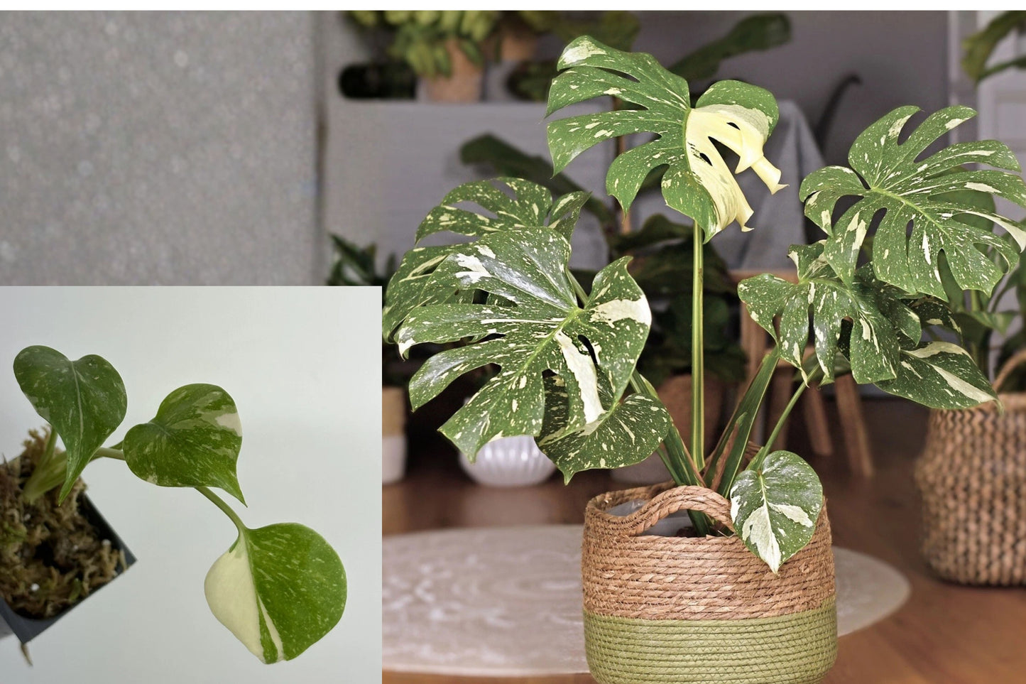 Monstera Thai Constellation Live Plant – Variegated Monstera