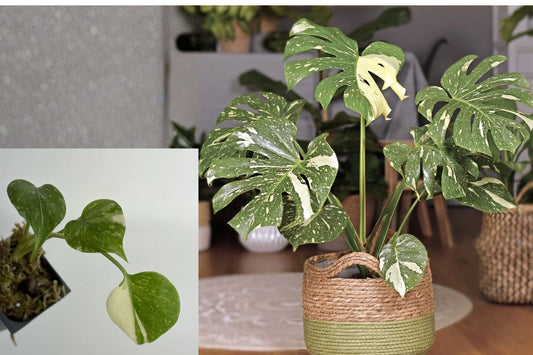 Monstera Thai Constellation Live Plant – Variegated Monstera