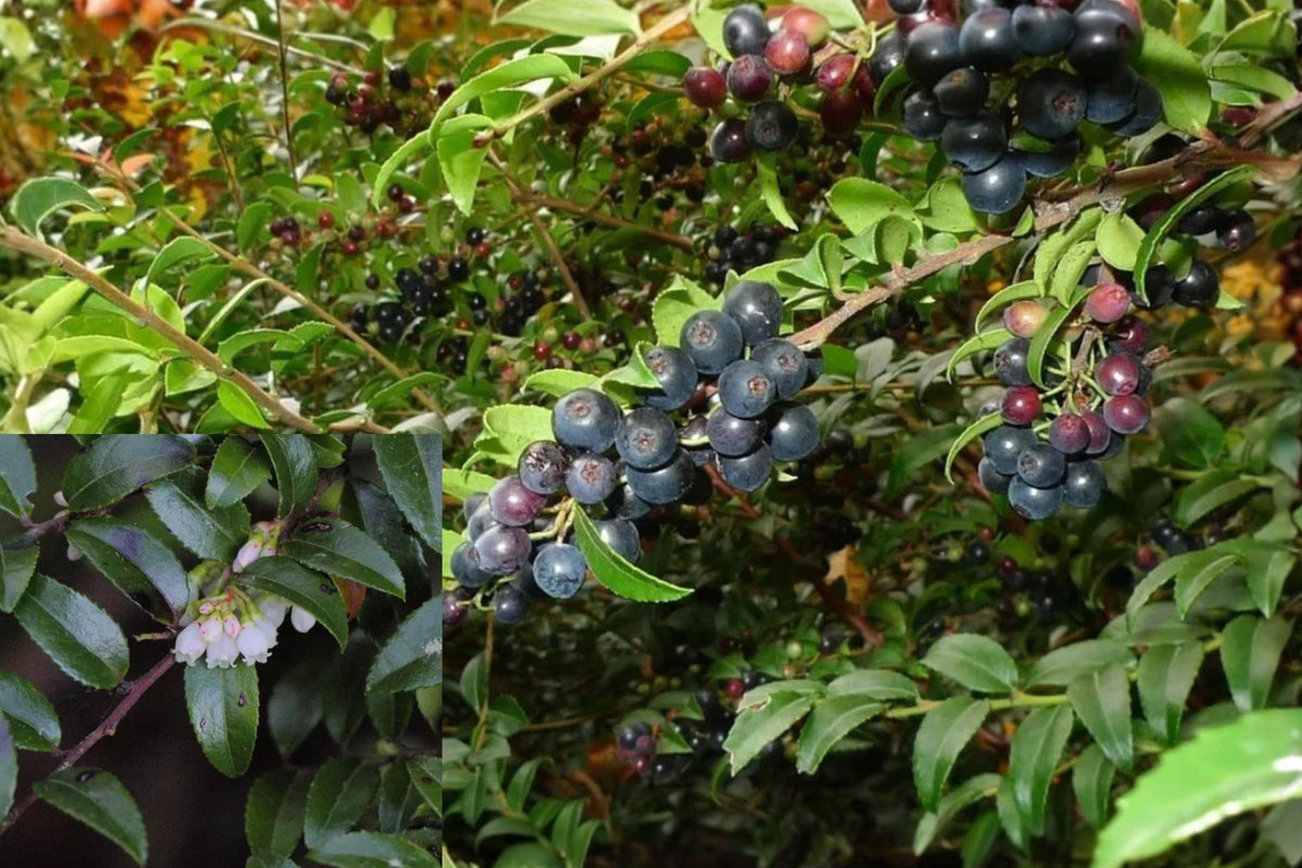 Wild Huckleberry Live Plants – 40 Young Plants – 7–12" Tall – Vaccinium