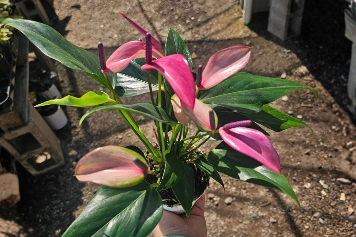 Anthurium Zizou 1 Live Plant in 4-Inch Pot – Anthurium andraeanum