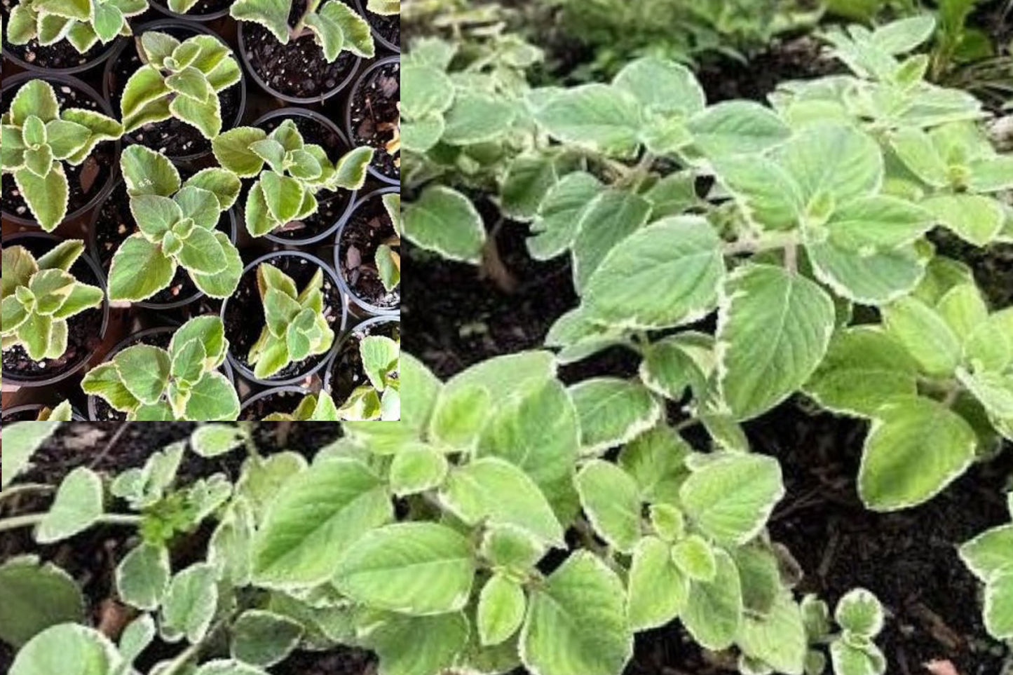 Cuban Oregano 2 Plants per Pot – 8–12 in Live Herb – Plectranthus amboinicus