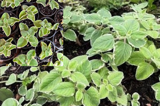 Cuban Oregano 2 Plants per Pot – 8–12 in Live Herb – Plectranthus amboinicus
