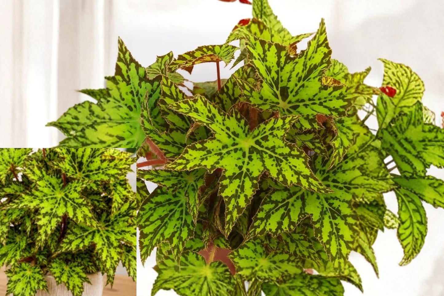Rare Begonia Live Starter Plant – 1 Plug – Tropical Foliage Houseplant